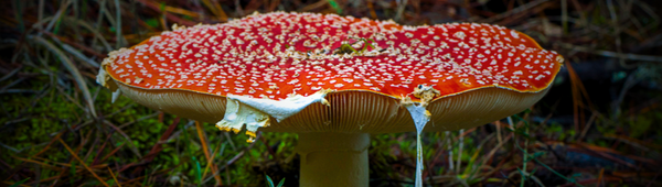 Infinite All Mushrooms